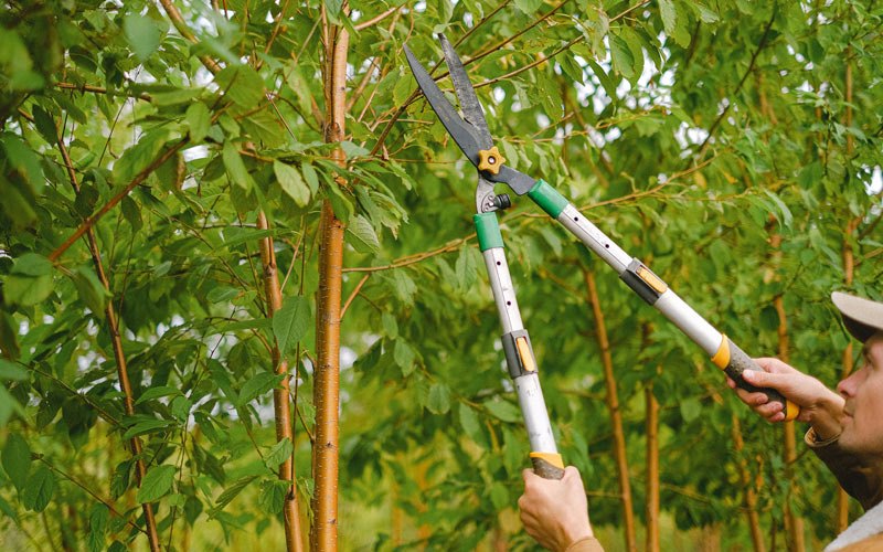 Tree trimming in Forest Hill, WV