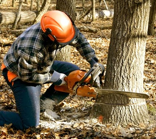 Tree Removal in Forest Hill, WV